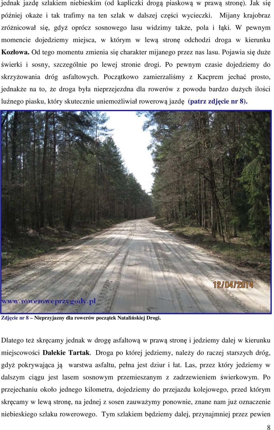 Od tego momentu zmienia się charakter mijanego przez nas lasu. Pojawia się duże świerki i sosny, szczególnie po lewej stronie drogi. Po pewnym czasie dojedziemy do skrzyżowania dróg asfaltowych.