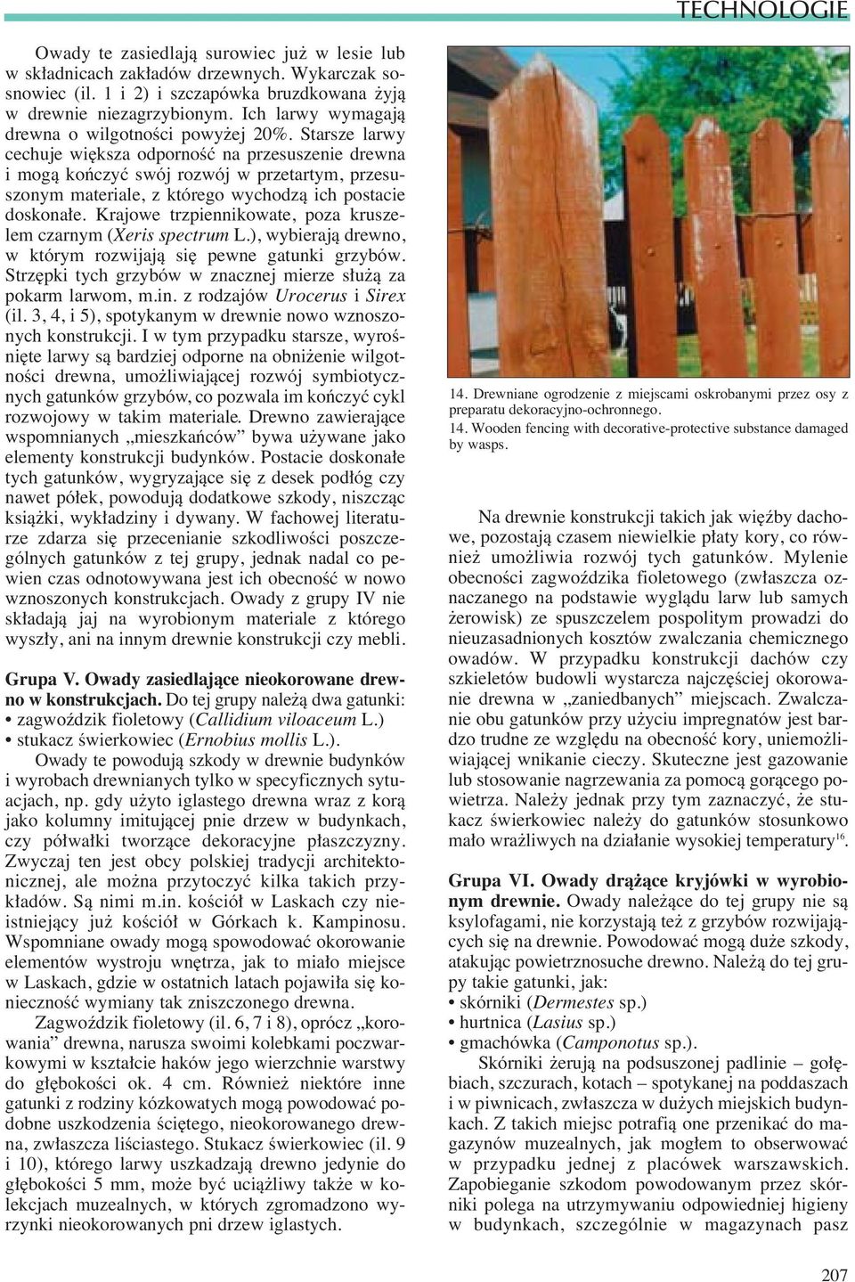 Starsze larwy cechuje wi ksza odpornoêç na przesuszenie drewna i mogà koƒczyç swój rozwój w przetartym, przesuszonym materiale, z którego wychodzà ich postacie doskona e.