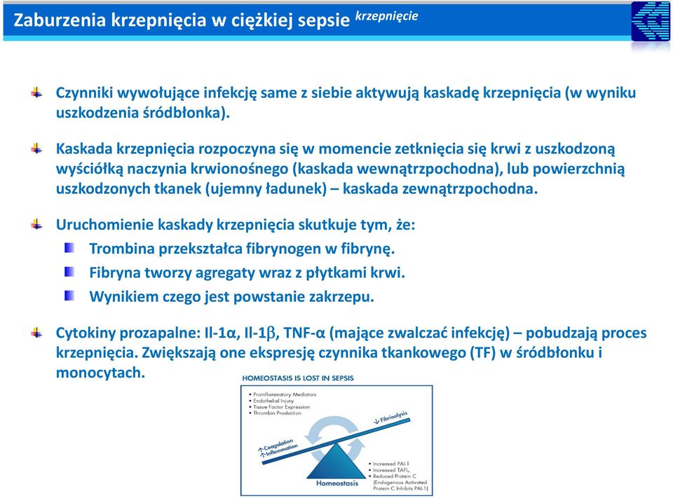 tkanek (ujemny ładunek) kaskada zewnątrzpochodna. Uruchomienie kaskady krzepnięcia skutkuje tym, że: Trombina przekształca fibrynogen w fibrynę.