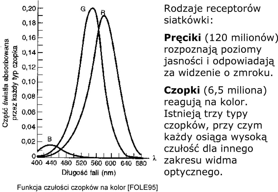 Czopki (6,5 miliona) reagują na kolor.