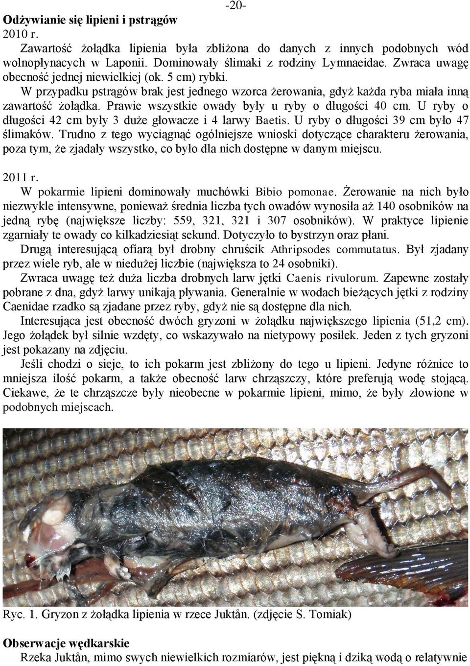 Prawie wszystkie owady były u ryby o długości 40 cm. U ryby o długości 42 cm były 3 duże głowacze i 4 larwy Baetis. U ryby o długości 39 cm było 47 ślimaków.