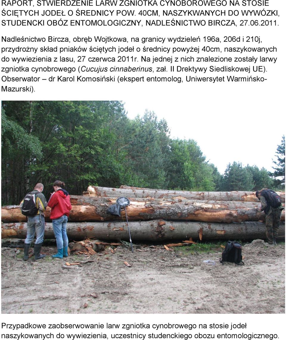 czerwca 2011r. Na jednej z nich znalezione zostały larwy zgniotka cynobrowego (Cucujus cinnaberinus, zał. II Drektywy Siedliskowej UE).