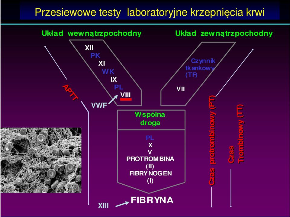 APTT APTT Czas Czas Trombinowy Trombinowy (TT) (TT) Czas protrombinowy