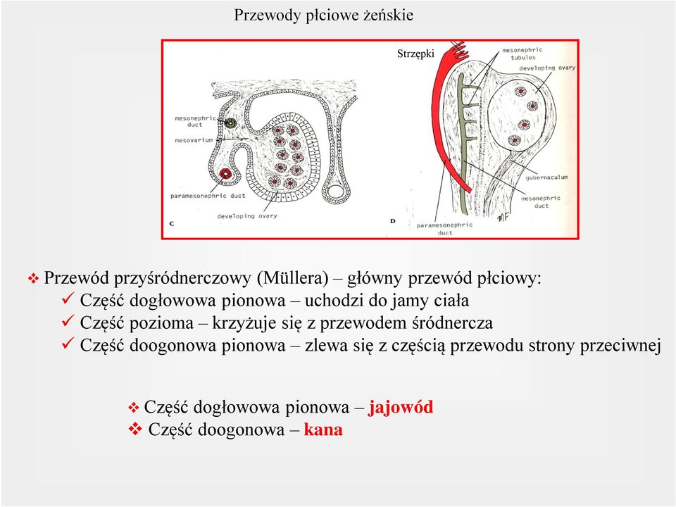 krzyżuje się z przewodem śródnercza ü Część doogonowa pionowa zlewa się z częścią