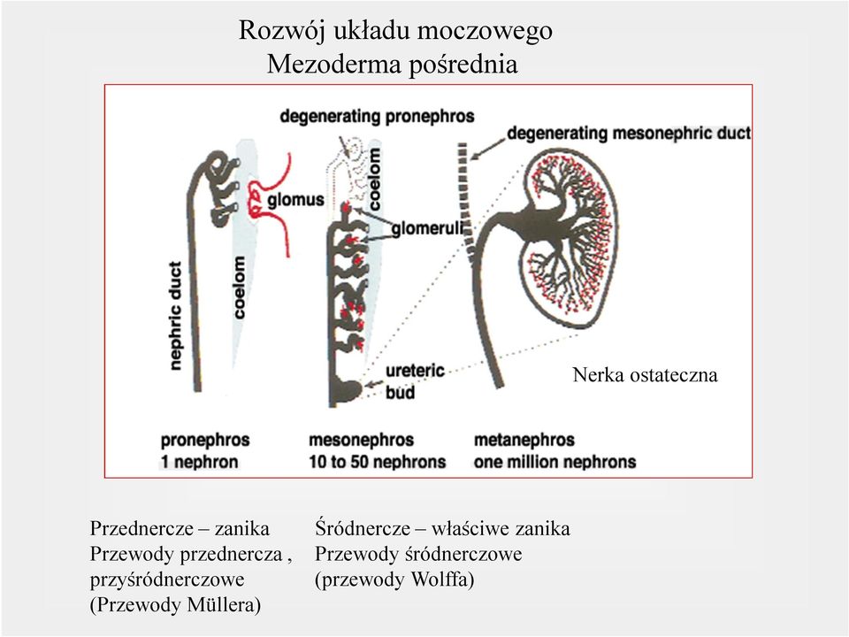 przednercza, przyśródnerczowe (Przewody Müllera)