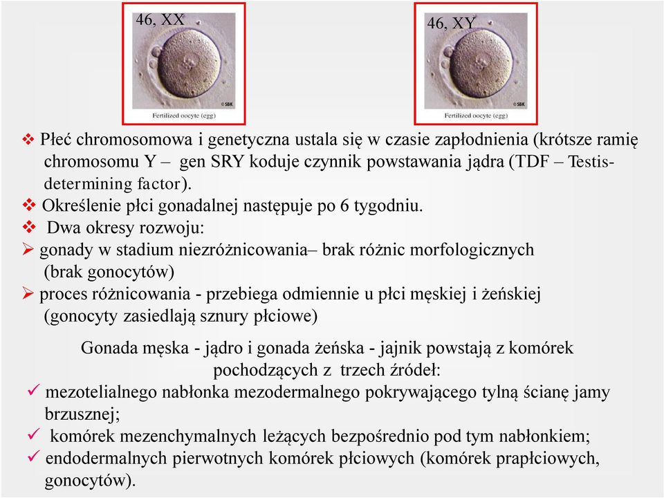 Dwa okresy rozwoju: gonady w stadium niezróżnicowania brak różnic morfologicznych (brak gonocytów) proces różnicowania - przebiega odmiennie u płci męskiej i żeńskiej (gonocyty zasiedlają