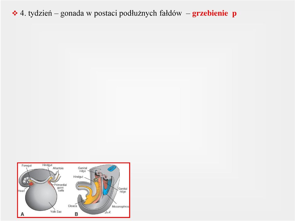 v Komórki nabłonka jamy ciała proliferują i wnikają do mezenchymy podścieliska, tworząc pasma komórkowe o nieregularnym kształcie