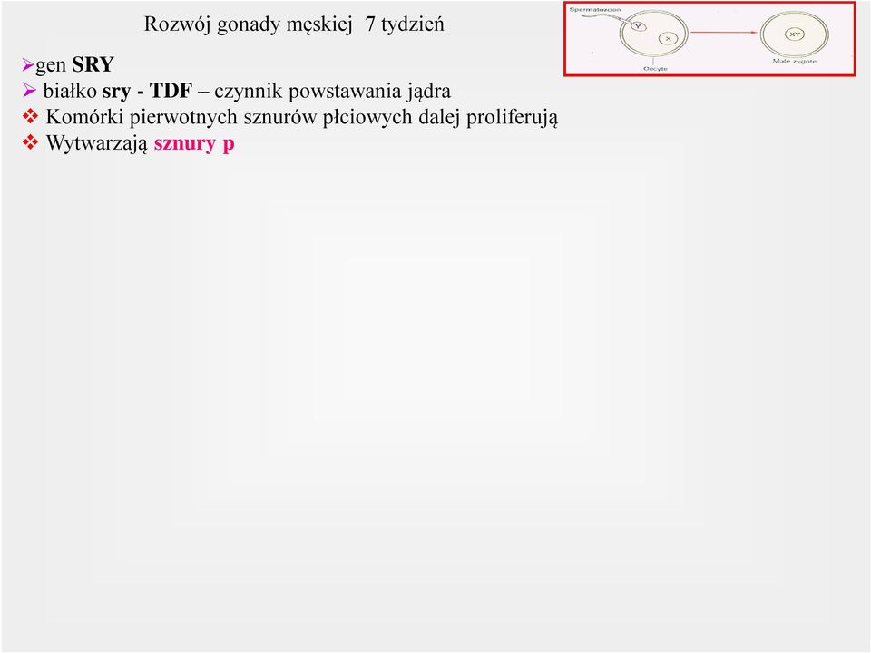 miesiąc rozwoju ü sznury płciowe kształtu podkowiastego, łączą się ze sznurami sieci jądra q Pierwotne komórki płciowe (endoderma) q Komórki Sertoliego (mezoderma nabłonek powierzchniowy) q