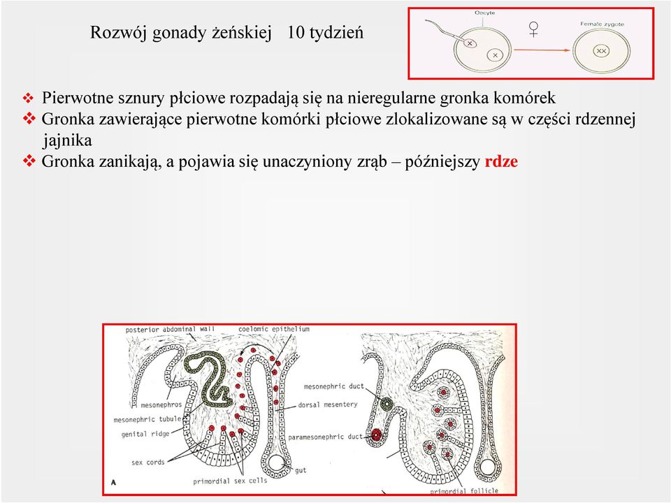 tygodniu drugą generację sznurów sznury korowe v Sznury wnikają do mezenchymy podścieliska, lokalizując się tuż pod powierzchnią v 4 m-c sznury korowe rozpadają się na