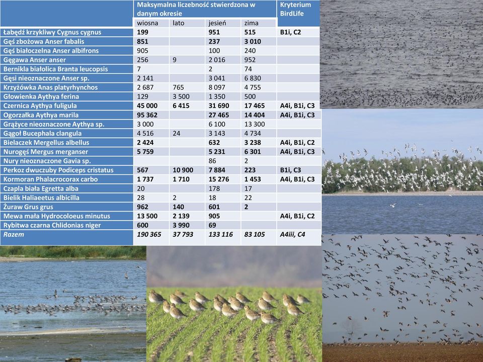 2 141 3 041 6 830 Krzyżówka Anas platyrhynchos 2 687 765 8 097 4 755 Głowienka Aythya ferina 129 3 500 1 350 500 Czernica Aythya fuligula 45 000 6 415 31 690 17 465 A4i, B1i, C3 Ogorzałka Aythya