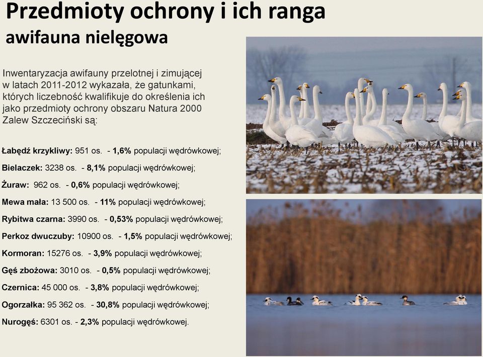 - 0,6% populacji wędrówkowej; Mewa mała: 13 500 os. - 11% populacji wędrówkowej; Rybitwa czarna: 3990 os. - 0,53% populacji wędrówkowej; Perkoz dwuczuby: 10900 os.