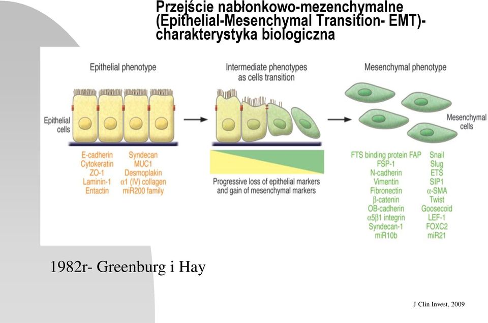 EMT)- charakterystyka biologiczna