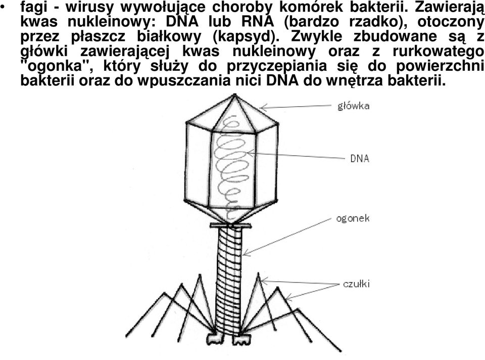 białkowy (kapsyd).
