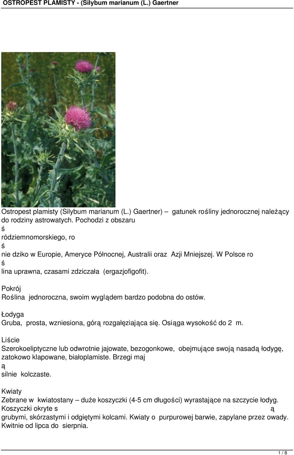 Pokrój Rolina jednoroczna, swoim wygldem bardzo podobna do ostów. Łodyga Gruba, prosta, wzniesiona, gór rozgałęziajca się. Osiga wysokoć do 2 m.