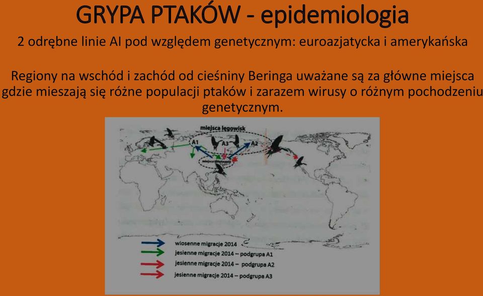 od cieśniny Beringa uważane są za główne miejsca gdzie mieszają się