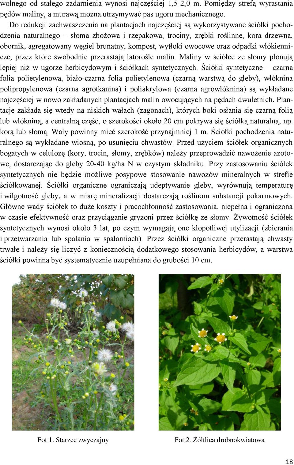 brunatny, kompost, wytłoki owocowe oraz odpadki włókiennicze, przez które swobodnie przerastają latorośle malin.