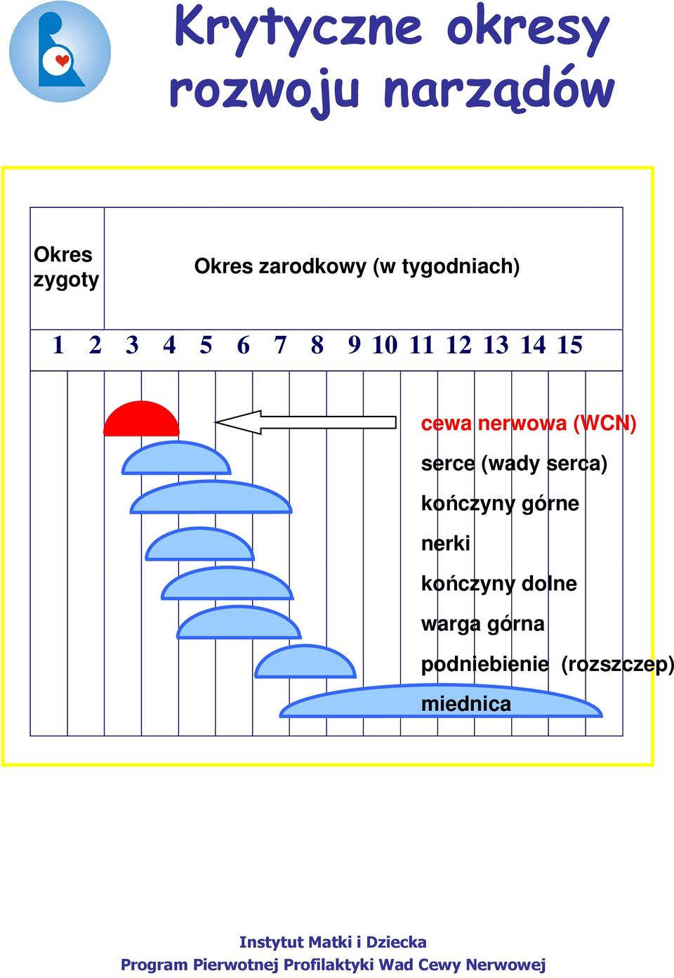 15 cewa nerwowa (WCN) serce (wady serca) kończyny górne