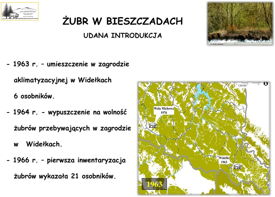osobników. - 1964 r.