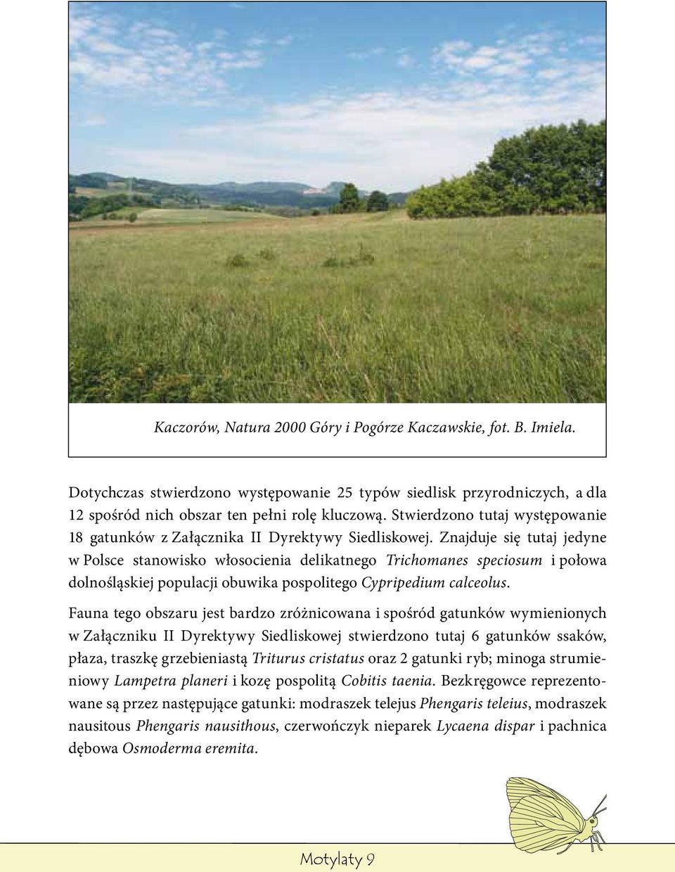 Znajduje się tutaj jedyne w Polsce stanowisko włosocienia delikatnego Trichomanes speciosum i połowa dolnośląskiej populacji obuwika pospolitego Cypripedium calceolus.