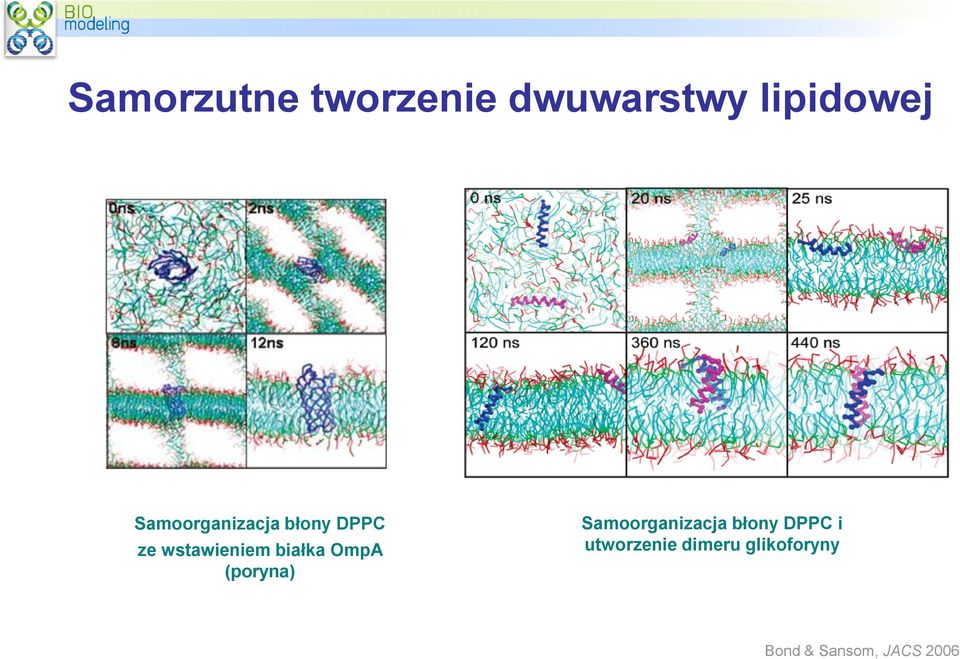 białka OmpA (poryna) Samoorganizacja błony