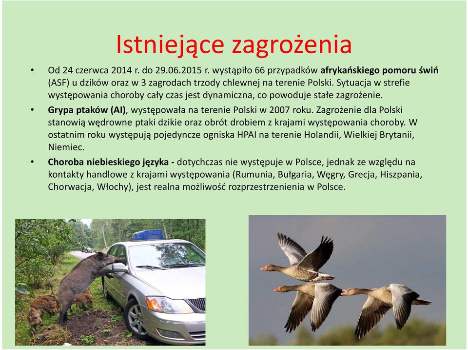 Zagrożenie dla Polski stanowią wędrowne ptaki dzikie oraz obrót drobiem z krajami występowania choroby.