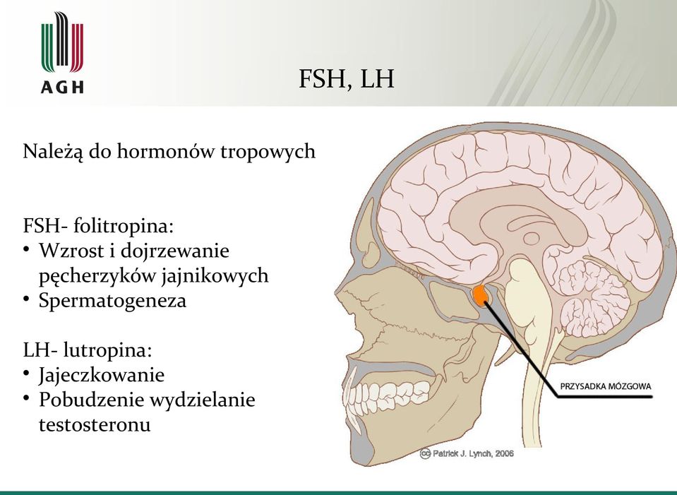 pęcherzyków jajnikowych Spermatogeneza LH-