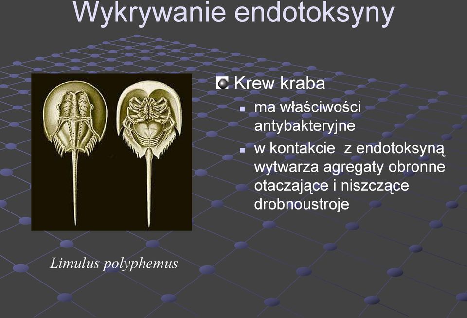 endotoksyną wytwarza agregaty obronne