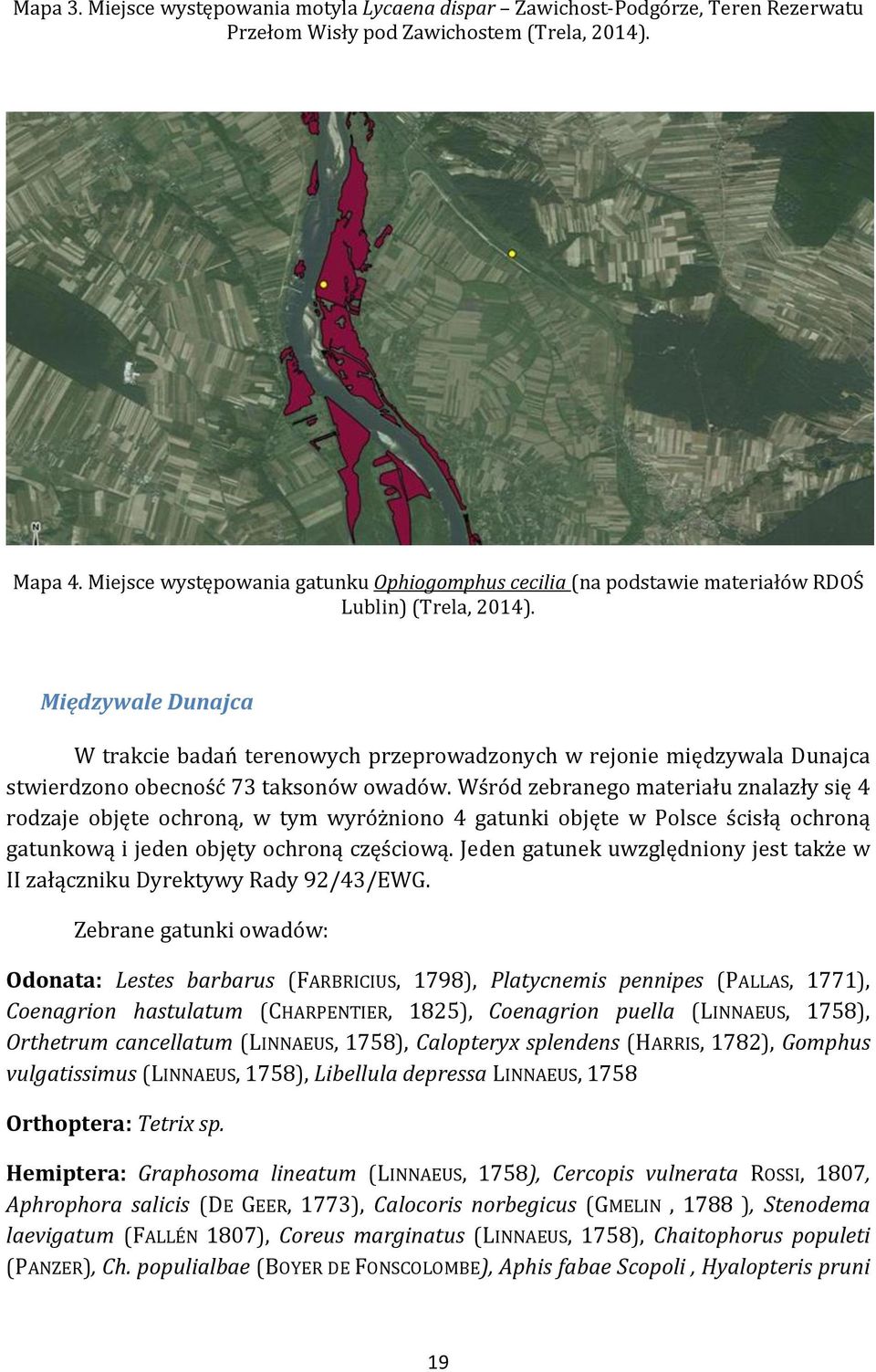Międzywale Dunajca W trakcie badań terenowych przeprowadzonych w rejonie międzywala Dunajca stwierdzono obecność 73 taksonów owadów.