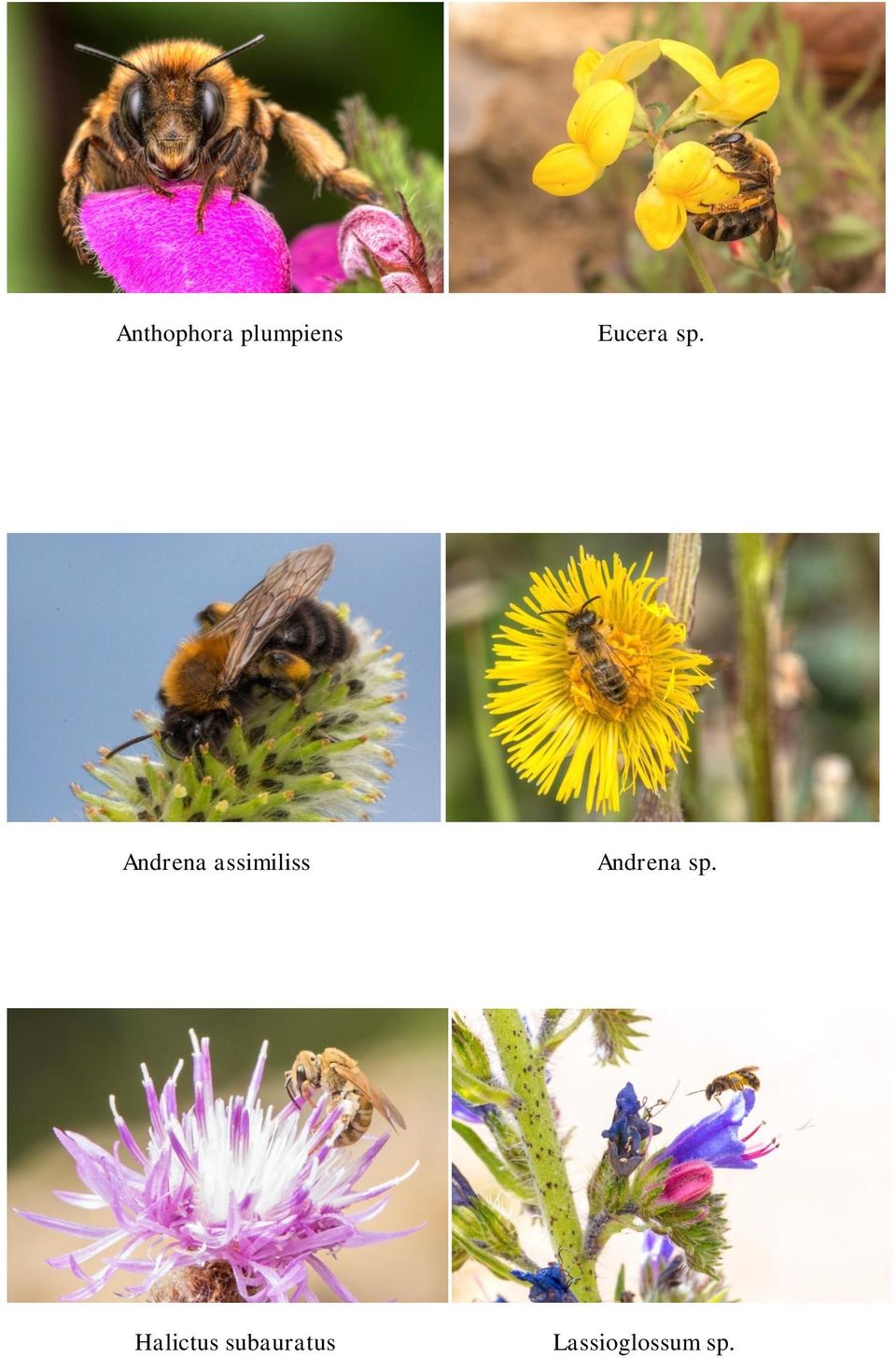 Andrena assimiliss