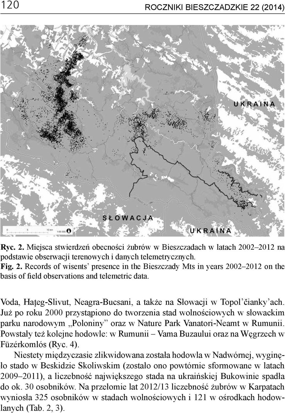 Już po roku 2000 przystąpiono do tworzenia stad wolnościowych w słowackim parku narodowym Poloniny oraz w Nature Park Vanatori-Neamt w Rumunii.