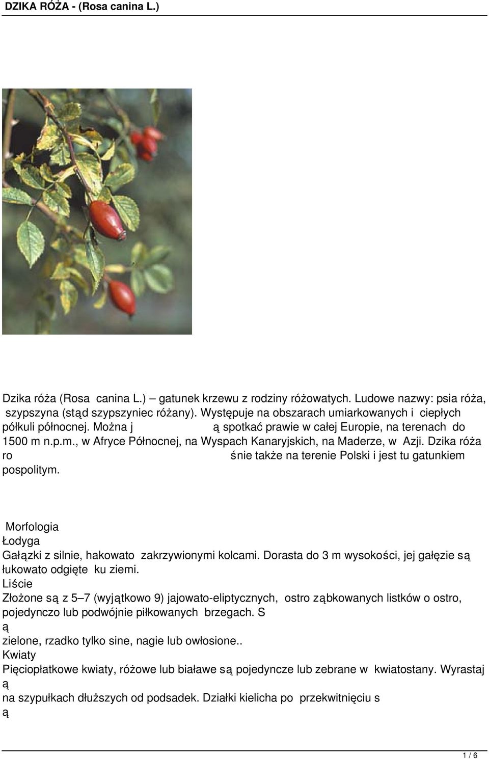 Dzika róża ro nie także na terenie Polski i jest tu gatunkiem pospolitym. Morfologia Łodyga Gałzki z silnie, hakowato zakrzywionymi kolcami.