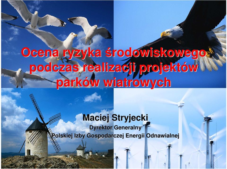 wiatrowych Maciej Stryjecki Dyrektor