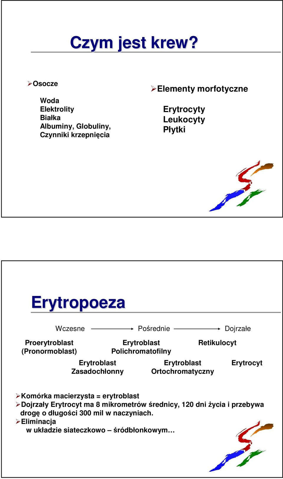 Erytropoeza Proerytroblast (Pronormoblast) Wczesne Pośrednie Dojrzałe Erytroblast Zasadochłonny Erytroblast Polichromatofilny
