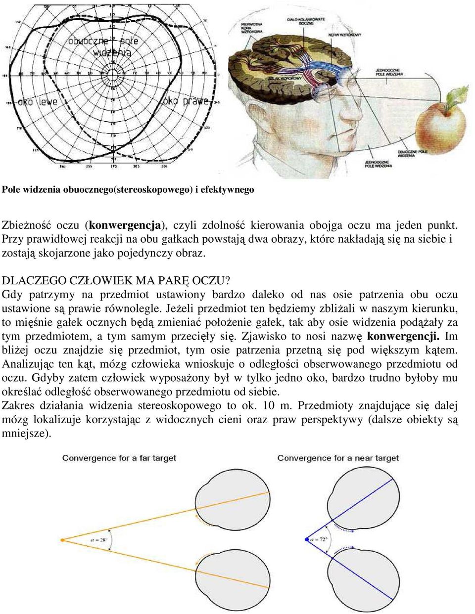 Gdy patrzymy na przedmiot ustawiony bardzo daleko od nas osie patrzenia obu oczu ustawione są prawie równolegle.