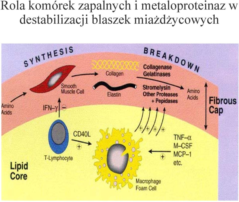 metaloproteinaz w