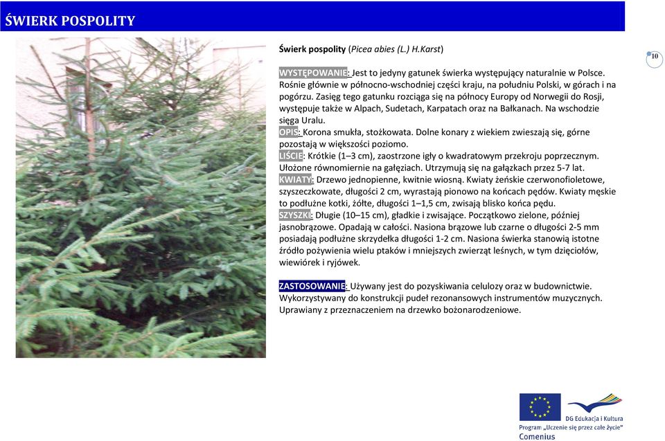 Zasięg tego gatunku rozciąga się na północy Europy od Norwegii do Rosji, występuje także w Alpach, Sudetach, Karpatach oraz na Bałkanach. Na wschodzie sięga Uralu. OPIS: Korona smukła, stożkowata.