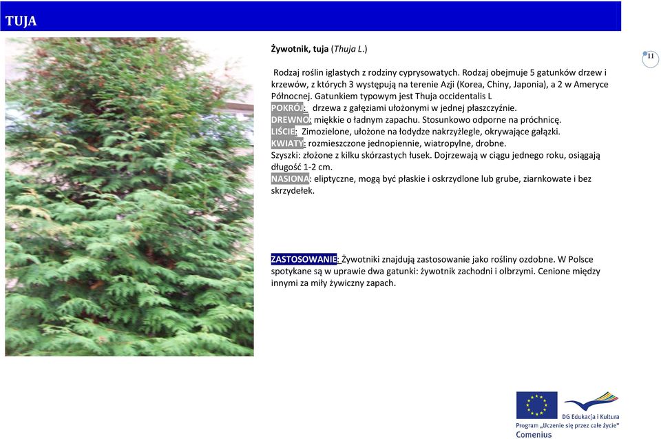 Gatunkiem typowym jest Thuja occidentalis L POKRÓJ: drzewa z gałęziami ułożonymi w jednej płaszczyźnie. DREWNO: miękkie o ładnym zapachu. Stosunkowo odporne na próchnicę.