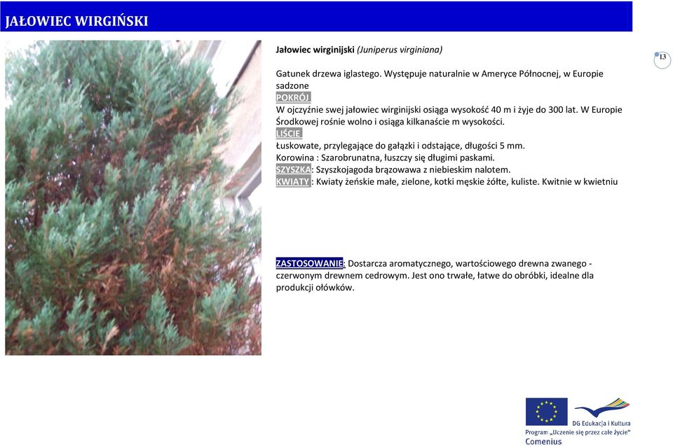 W Europie Środkowej rośnie wolno i osiąga kilkanaście m wysokości. LIŚCIE Łuskowate, przylegające do gałązki i odstające, długości 5 mm.