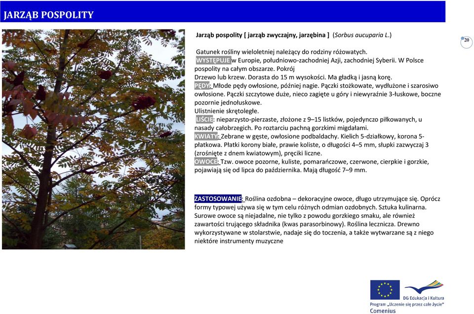 PĘDY: Młode pędy owłosione, później nagie. Pączki stożkowate, wydłużone i szarosiwo owłosione. Pączki szczytowe duże, nieco zagięte u góry i niewyraźnie 3-łuskowe, boczne pozornie jednołuskowe.