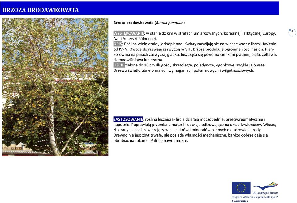 Pieokorowina na pniach zazwyczaj gładka, łuszcząca się poziomo cienkimi płatami, biała, żółtawa, ciemnowiśniowa lub czarna.