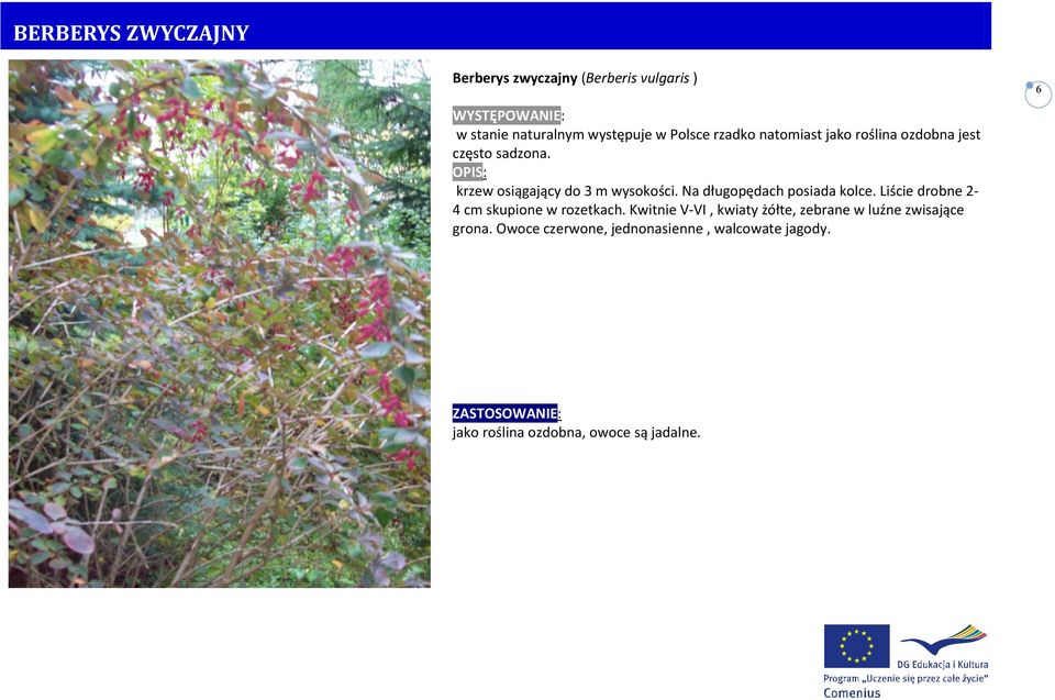 Na długopędach posiada kolce. Liście drobne 2-4 cm skupione w rozetkach.