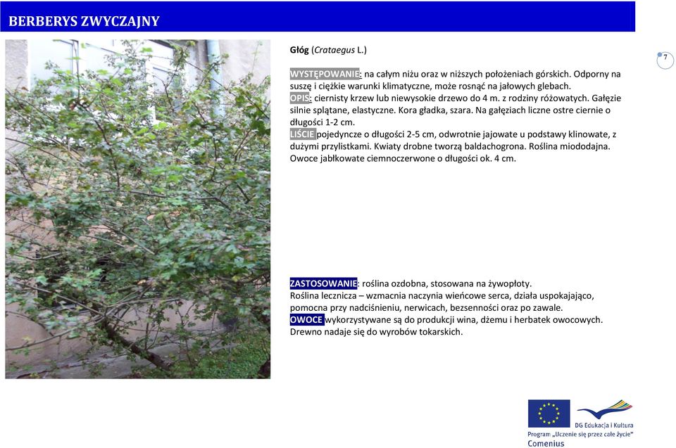 LIŚCIE pojedyncze o długości 2-5 cm, odwrotnie jajowate u podstawy klinowate, z dużymi przylistkami. Kwiaty drobne tworzą baldachogrona. Roślina miododajna.