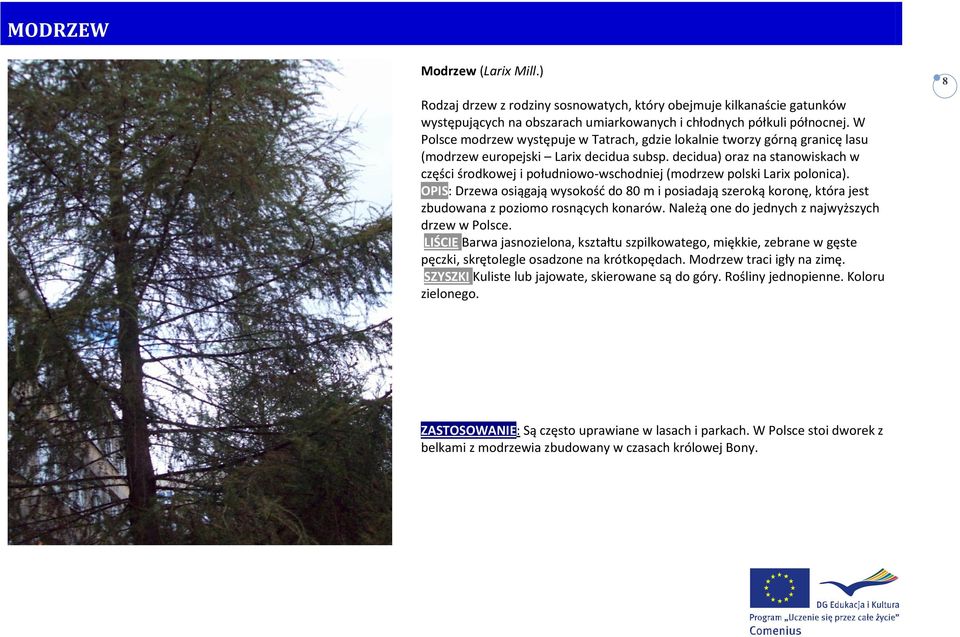 decidua) oraz na stanowiskach w części środkowej i południowo-wschodniej (modrzew polski Larix polonica).
