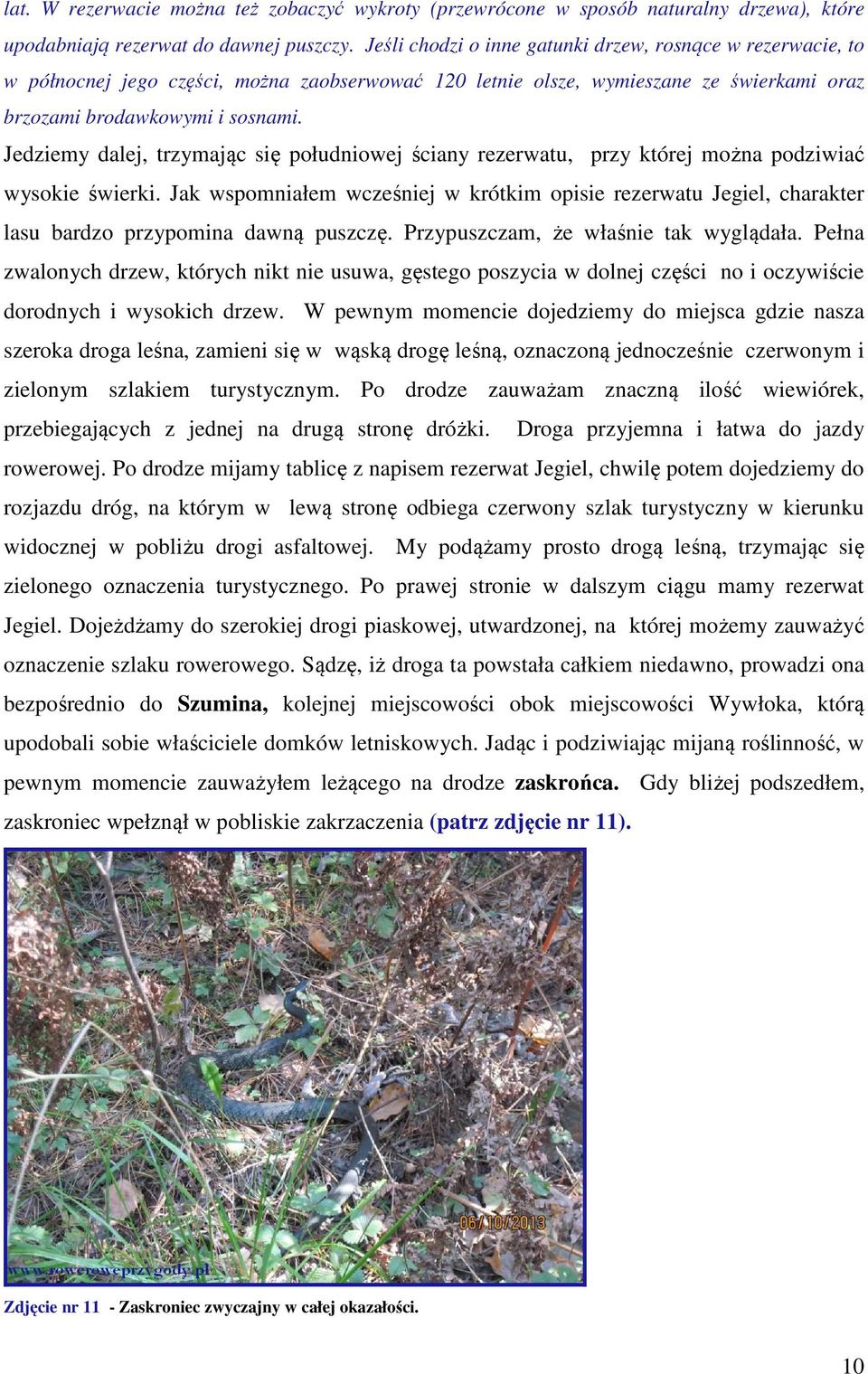 Jedziemy dalej, trzymając się południowej ściany rezerwatu, przy której można podziwiać wysokie świerki.