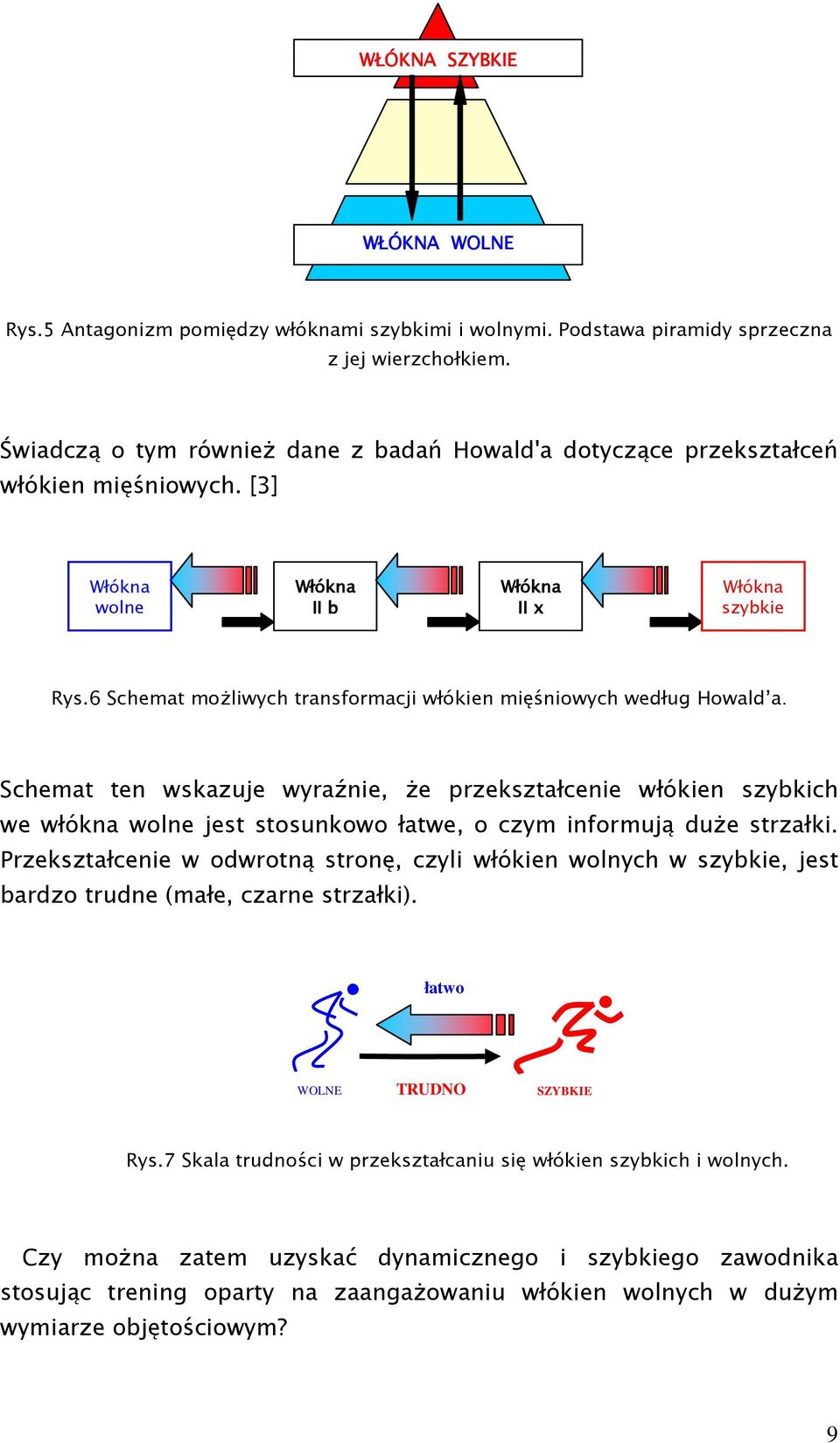 6 Schemat moŝliwych transformacji włókien mięśniowych według Howald a.