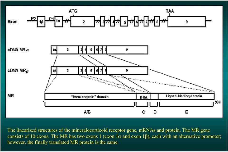 The MR has two exons 1 (exon( 1α and exon 1β), each with an