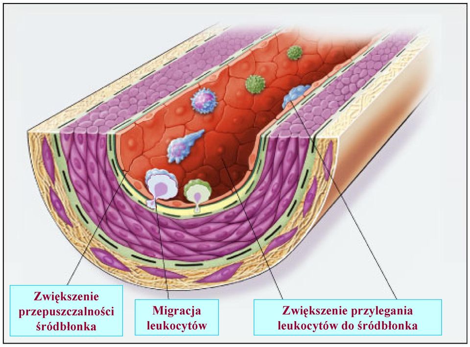 śródbłonka Migracja