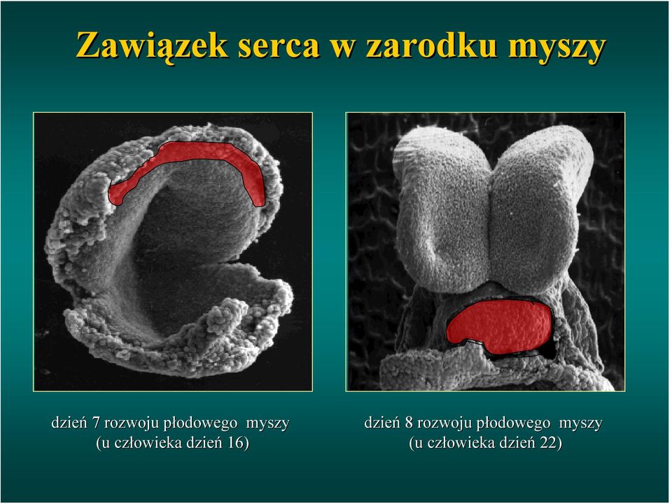 człowieka dzień 16) dzień 8