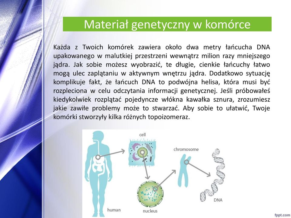 Dodatkowo sytuację komplikuje fakt, że łańcuch DNA to podwójna helisa, która musi być rozpleciona w celu odczytania informacji genetycznej.