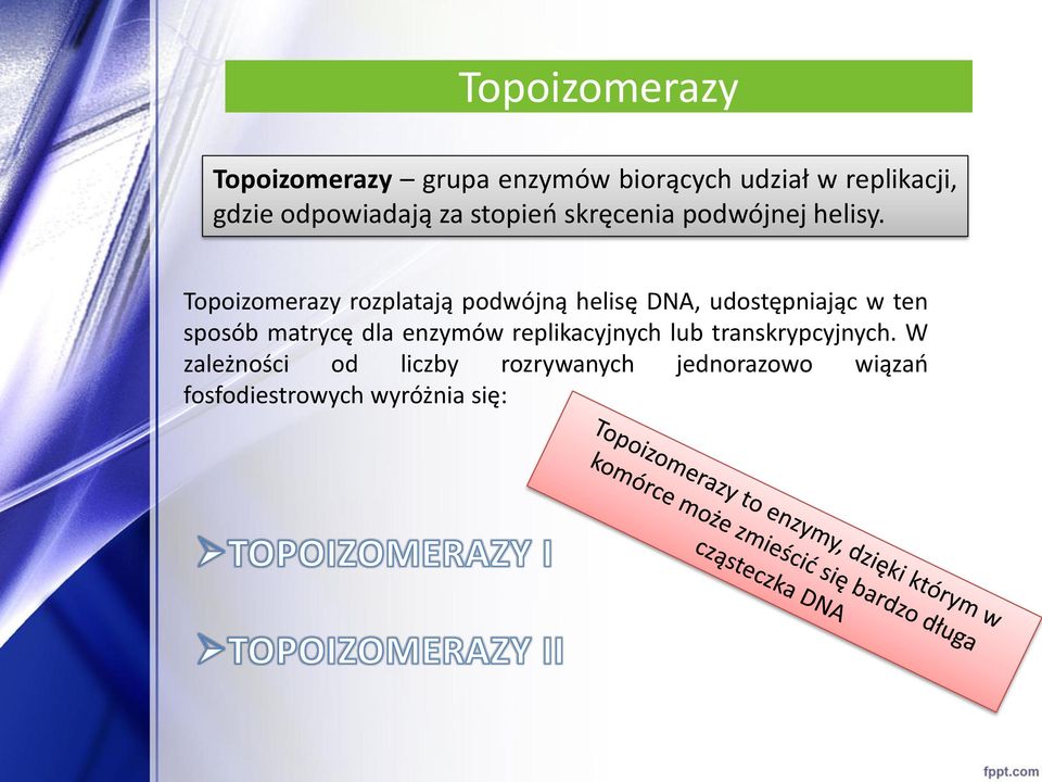 Topoizomerazy rozplatają podwójną helisę DNA, udostępniając w ten sposób matrycę dla